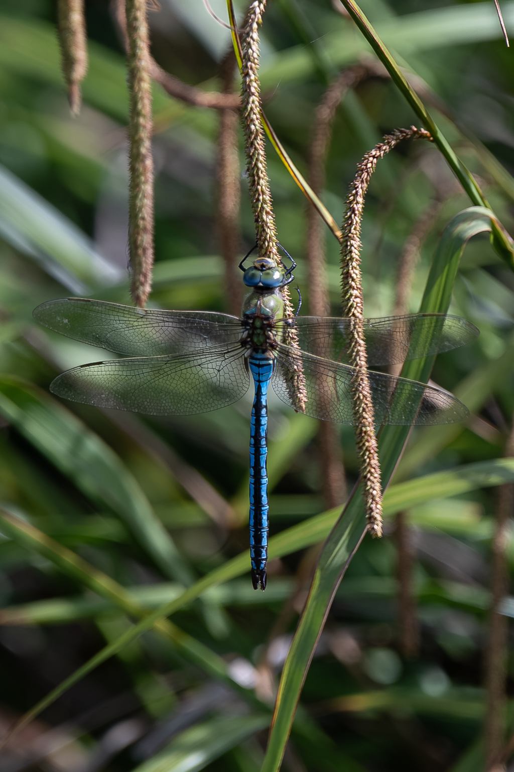 Slide Image